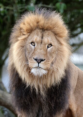Lion (Panthera Leo) close up view