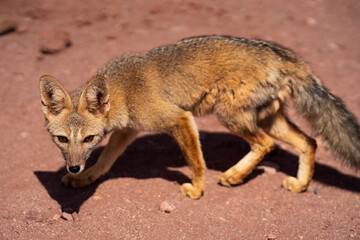 desert fox in northern Chile