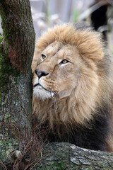 Naklejka na ściany i meble Lion (Panthera Leo) close up view