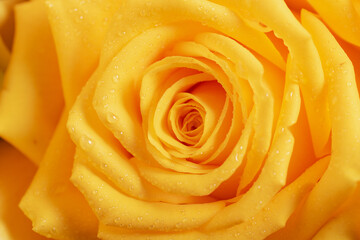 Close-up of yellow rose bud with dew drops on the petals.