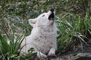 Howling Hudson Bay wolf (Canis lupus hudsonicus) in close-up
