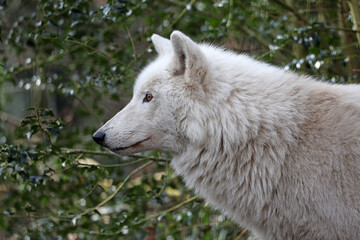 Hudson Bay wolf (Canis lupus hudsonicus) in close-up