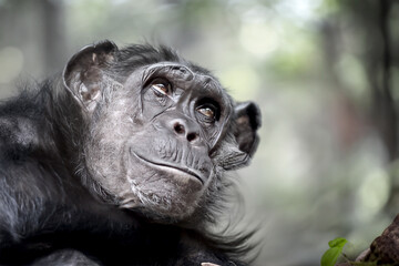 close up view of Chimpanzee. Pan troglodytes