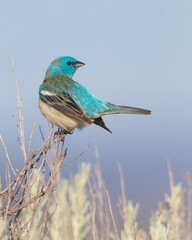 Lazuli Bunting, named for their unique blue color, which resembles the vibrant gemstone Lapis lazuli, perches on sagebrush and sings his courtship song