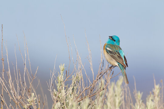 Lazuli Bunting, named for their blue color, which resembles the vibrant gemstone Lapis lazuli, perches on sagebrush and sings his courtship song