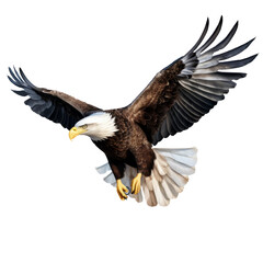 Majestic Soaring Bald Eagle with Transparent Background - High-Resolution Illustration
