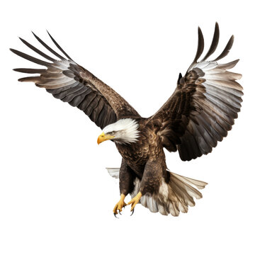 Majestic American Eagle in Flight - High-Resolution Illustration on Transparent Background