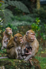 japanese macaque sitting on a rock