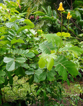 A candle bush plant (Senna alata) on the tropical Cook Islands