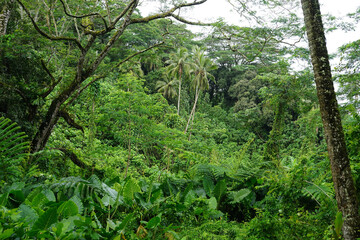 Fototapeta premium A lush, dense tropical forest on the island of Rarotonga