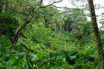 A lush, dense tropical forest on the island of Rarotonga