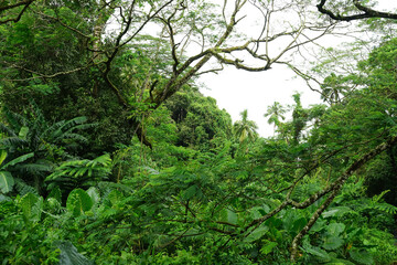 A lush, dense tropical forest on the island of Rarotonga