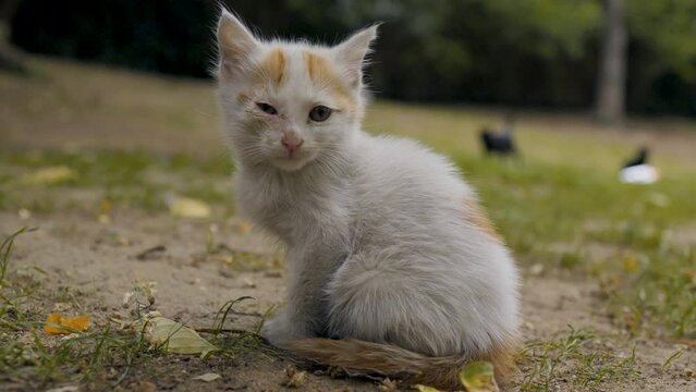 sick kitten on the grass
