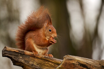 European red squirrel