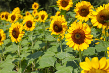 Blooming sunflower fields. Beautiful yellow flower