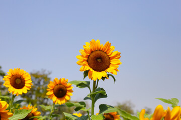 Blooming sunflower fields. Beautiful yellow flower