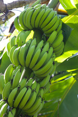 A bunch of green bananas on tree