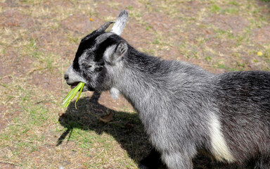 A white goat in farm