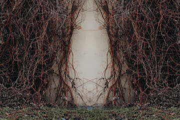 dry ivy vines on a building wall © Elninho