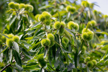 Wild young chestnuts with green leaves on the tree in the forest, The chestnuts are a group of eight or nine species of deciduous trees and shrubs in the genus Castanea in the beech family Fagaceae.