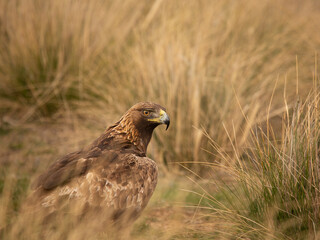 La reina Águila Real