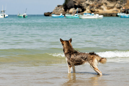 Perro husky jugando en la playa durante el día mirando el mar