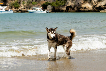 Perro husky jugando en la playa durante el día © caav