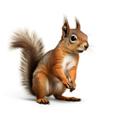 Squirrel isolated on white background