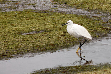 La garceta comun en la marisma de Ramallosa