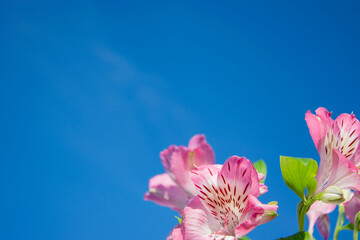 Obraz na płótnie Canvas Minimalist flower arrangement on a blue background. Alstroemeria flowers against the blue sky, close-up with copy space. Horizontal background for banners, congratulations, presentations, gift.
