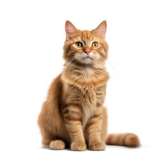 Cat isolated on white background