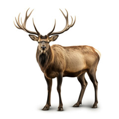 Naklejka na ściany i meble Elk isolated on white background