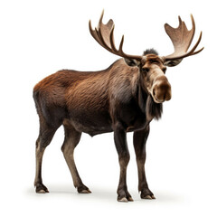 Moose isolated on white background