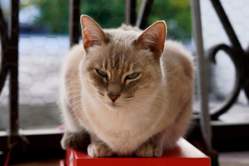 cat on the window