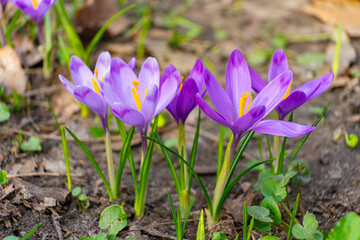 Blooming purple crocus flowers outdoors in a park, garden or forest. Springtime, floral, easter,...
