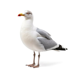 Seagull isolated on white background