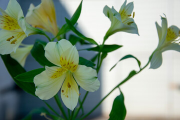 Delicate alstroemeria flowers close up. Floral blurred background with selective focus.