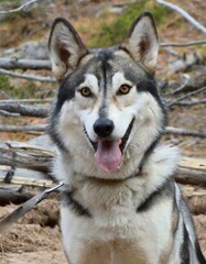 Obraz premium Wolf dog face