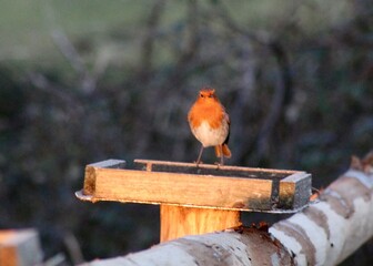 robin on the fence