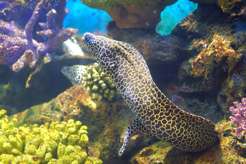 Reticulated Moray Eels Gliding Through the Sea Depth