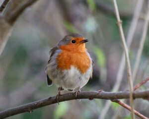 robin on a branch