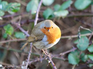 robin in the winter