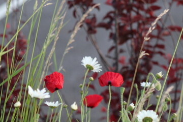 red poppy flowers