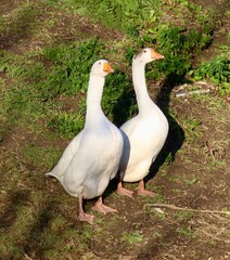white goose on the grass