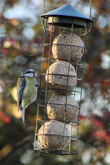 blue tit on a feeder