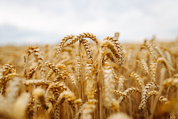 Fototapeta premium Golden wheat field. Growth nature harvest. Agriculture farm.