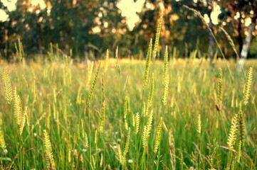 View of cereal grass at sunset