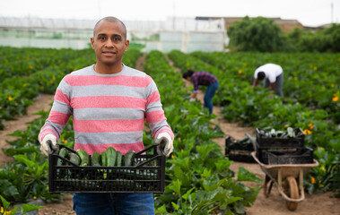 Successful Hispanic farmer engaged in zucchini harvesting on farm field on spring day, carrying plastic box with gathered vegetables