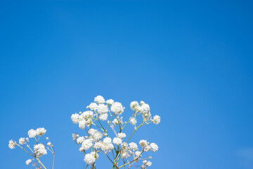 Delicate white flowers on a backdrop sky.