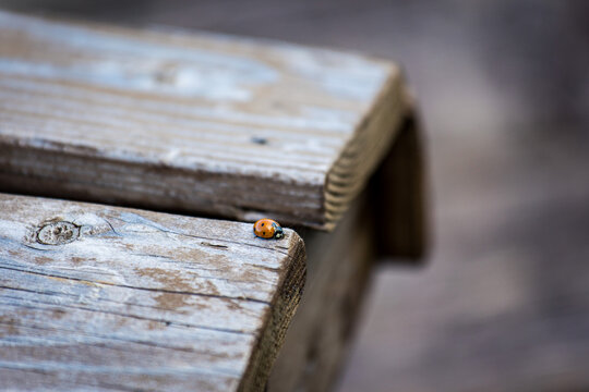ladybug on wood